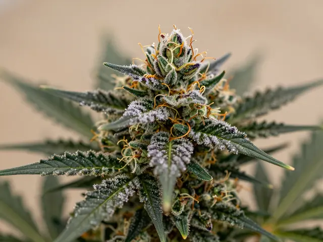 Co cítit z indiky s CBD? Účinky, chuť a rozdíl oproti sativě